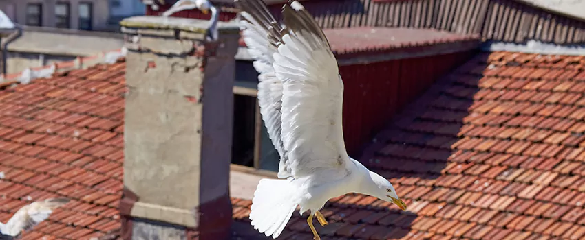 Residential Chimney Animal Removal Solution in Reisterstown, MD