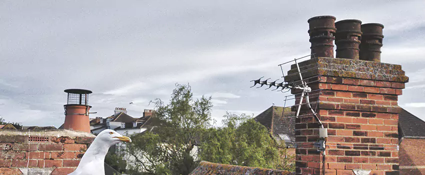 Chimney Cleaning And Restoration in Reisterstown, Maryland